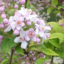 Image result for Deutzia x hybrida ′Mont Rose