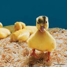 Animals With The Cutest Babies Cute Ducklings Baby Ducks Pekin Duck