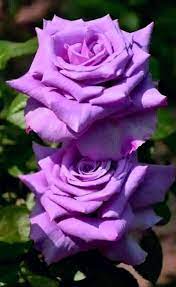 Beautiful Roses Beautiful Rose Flowers Beautiful Roses Purple Flowers