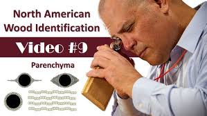 Meet MSU Wood ID Team Intern Eric Brannon