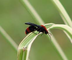 Red Velvet Ants Kids Environment Kids Health National Institute Of Environmental Health Sciences