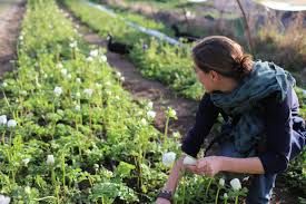 Farming is more than an occupation. Floret S Favorite Things Floret Flowers