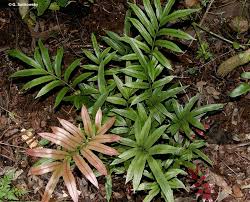 Image result for Blechnum punctulatum