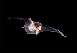 Pest reject is a breakthrough device that uses ultrasonic sound waves to protect your family & home from. Bats Farmers Secret Pest Control Weapon Bat Conservation International