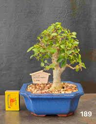 Image result for Hibiscus burtt-davyi