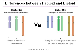 They occur in nature and. Difference Between Haploid And Diploid Laboratoryinfo Com