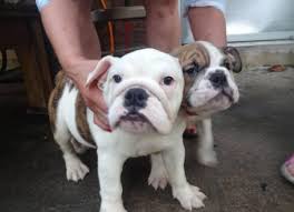 Maybe you would like to learn more about one of these? English Bulldog Puppies Txt Or Call 224 999 4468 For Sale In Birmingham Alabama Classified Americanlisted Com