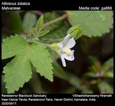 Image result for Hibiscus lobatus