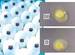 Pasteurizing Eggs In The Shell Researchers Take Strides Against Salmonella The Scientist Magazine