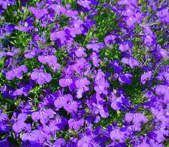 Check out morning sun pokémon sword & shield data, attack name. Grow Lobelia In Your Summer Garden