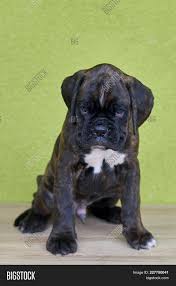 Small Black White Image Photo Free Trial Bigstock