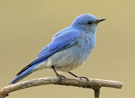 Big Blue Bird With Colorful Feathers Mountain Bluebird Birds Blue Bird Birds Photography Nature