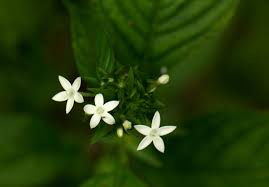Image result for Pentas micrantha