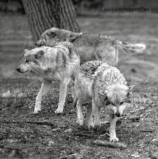Pack Of Wolves Wild Creatures Wolf Hybrid Animal Lover