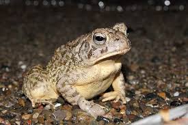 Fowlers Toad Ontario Ca