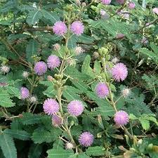 Image result for Mimosa pudica