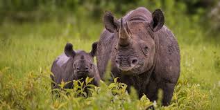 An email has been sent to verify your new profile.please fill out all required fields before submitting your information. Black Rhino Facts Five Interesting Facts About The Black Rhinos