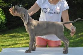 Image result for výmarský krátkosrstý ohař