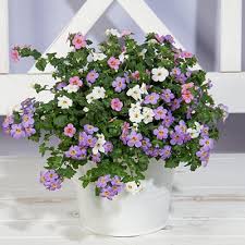 Image result for Sutera debilis