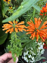 Image result for Leonotis nepetifolia