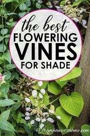 This collection of vines includes some that love shade and others that tolerate it. Flowering Vines For Shade 9 Of The Best Perennial Shade Vines That Won T Take Over Your Garden Gardening From House To Home Shade Perennials Flowering Vines Perennial Flowering Vines
