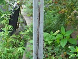 Image result for Tephrosia tanganicensis