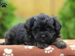 These havanese puppies are intelligent, gentle, and friendly. Treasure Havanese Puppy For Sale In Honey Brook Pa Puppies Poodle Mix Dogs Havapoo Puppies