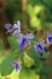 Image result for Rotheca myricoides