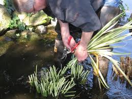To prune lilacs, get to work in the spring: How To Keep Pond Plants Safe Until Spring Easypro Pond Products