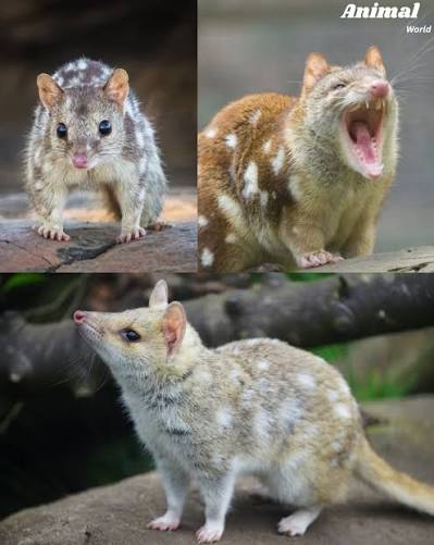 Animal - 🌙 Quoll Joey — The Tiny Spotted Predator of Australia Meet the quoll joey, a tiny, pink, and fragile baby born to one of Australia's most remarkable marsupial predators. Quolls (