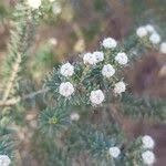 Image result for Phylica ericoides