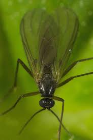Compare prices & read reviews. Fungus Gnats And Cannabis Plants Alchimia Grow Shop