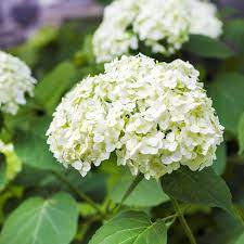 17 Dreamy Hydrangea Gardens That Are Giving Us Major Inspiration Hydrangea Care Smooth Hydrangea Easy Hydrangea