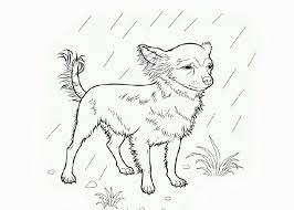 You can choose a nice coloring page from dog coloring pages for kids. S Chihuahua Colouring Pages