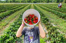 Pick your own strawberry farm in enfield/east windsor ct. Pick Your Own Juicy Local Strawberries