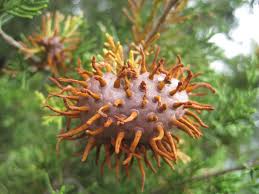 These tall, full trees can serve. Cedar Apple Rust