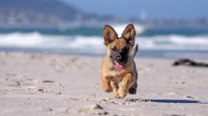 Our dutch shepherds earn their stripes at cher car kennels. 11 Things You Need To Know About The Corgi German Shepherd Mix
