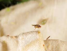 Fungus gnats are part of a family of insects that include bolitophilidae, diadocidiidae, keroplatidae, ditomyiidae, and diptera. Fungus Gnats Pester Plant Parents Hoosier Gardener