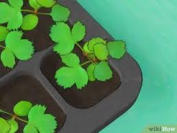 Maybe you would like to learn more about one of these? How To Grow Roses From Seed 13 Steps With Pictures Wikihow