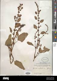 Image result for Rumex nepalensis