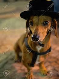 funny cute dachshund dog wearing a top hat posing for a portrait dachshund dog dog wear dogs
