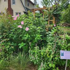 Image result for Hibiscus mechowii