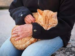 Why Orange Cats Are So Special According To Science Psychology Today
