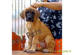 But excellent quickness, agility | price of german shepherd puppies in patna olx dogs, breeds and everything about our best friends. Great Dane Puppies For Sale In Patna On Best Price Asiapets