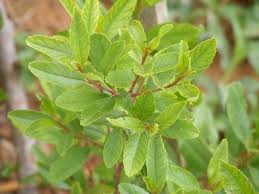 Image result for Catha edulis