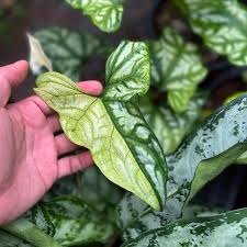 Image result for Cercestis