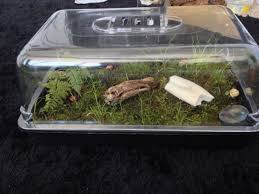 Snails are so cute and they do not take a lot of work. Pictures Of Snail Tanks Petsnails Forum Terrarium Pet Snails Snail Tank