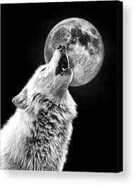 Full Moon Howl Acrylic Print By Steve Mckinzie Wolf Howling At Moon Howling Wolf Tattoo Wolf And Moon Tattoo
