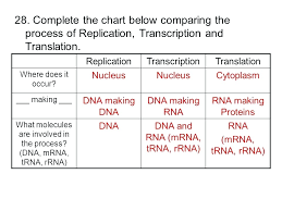 Worksheets are dna transcription translation work answers, practicing dna transcription and translation, protein synthesis practice 1 work and 30.06.2017 · best transcription and translation worksheet answers luxury 712 from protein synthesis worksheet answer key part a source. Complete Chart Comparing Future Transcription Translation Worksheet Sumnermuseumdc Org