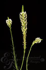 Image result for Hebenstretia